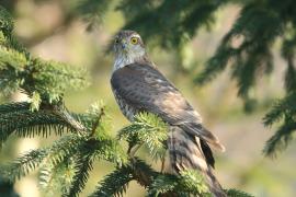 Krogulec - Accipiter nisus - Eurasian Sparrowhawk