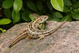 Jaszczurka zwinka - Lacerta agilis - Sand lizard