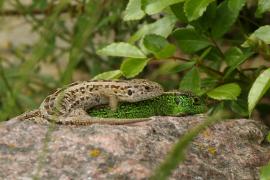 Jaszczurka zwinka - Lacerta agilis - Sand lizard