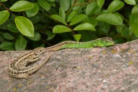 Jaszczurka zwinka - Lacerta agilis - Sand lizard