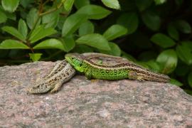 Jaszczurka zwinka - Lacerta agilis - Sand lizard