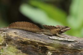 Bazyliszek pręgowany - Basiliscus vittatus - Brown Basilisk