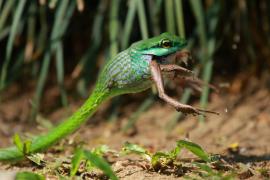 Cope's parrot snake - Leptophis depressirostris