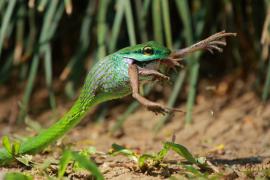 Cope's parrot snake - Leptophis depressirostris