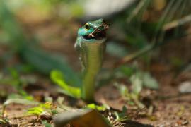 Cope's parrot snake - Leptophis depressirostris