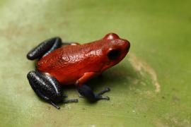 Drzewołaz karłowaty - Oophaga pumilio - Strawberry Poison Frog