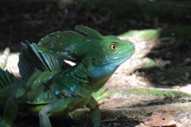 Bazyliszek płatkogłowy - Basiliscus plumifrons - Plumed Basilisk 