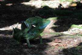 Bazyliszek płatkogłowy - Basiliscus plumifrons - Plumed Basilisk 