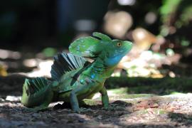 Bazyliszek płatkogłowy - Basiliscus plumifrons - Plumed Basilisk 