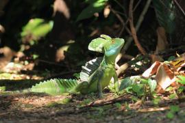 Bazyliszek płatkogłowy - Basiliscus plumifrons - Plumed Basilisk 