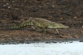 Krokodyl nilowy - Crocodylus niloticus - Nile crocodile