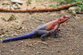 Agama płaskogłowa - Agama mwanzae - Mwanza flat-headed rock agama