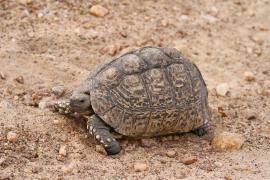 Żółw lamparci - Stigmochelys pardalis - Leopard tortoise