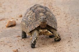 Żółw lamparci - Stigmochelys pardalis - Leopard tortoise