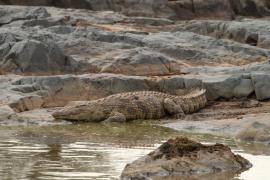 Krokodyl nilowy - Crocodylus niloticus - Nile crocodile