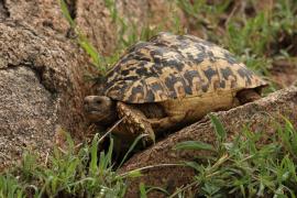 Żółw lamparci - Stigmochelys pardalis - Leopard tortoise