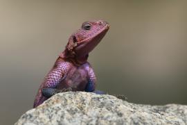 Agama płaskogłowa - Agama mwanzae - Mwanza flat-headed rock agama