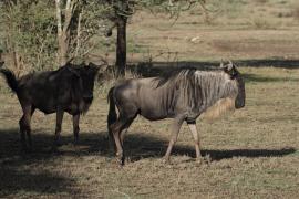 Gnu pręgowane - Connochaetes taurinus - Blue wildebeest