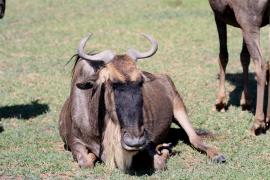 Gnu pręgowane - Connochaetes taurinus - Blue wildebeest