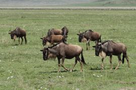 Gnu pręgowane - Connochaetes taurinus - Blue wildebeest