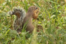 Słońcowiórka czerwononoga - Heliosciurus rufobrachium - Red-legged sun squirrel