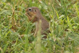 Słońcowiórka czerwononoga - Heliosciurus rufobrachium - Red-legged sun squirrel