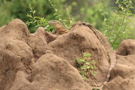 Waran nilowy - Varanus niloticus - Nile monitor