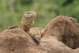 Waran nilowy - Varanus niloticus - Nile monitor