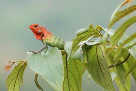 Zmiennogama pospolita - Calotes calotes - Green forest lizard 