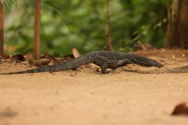 Waran paskowany - Varanus salvator - Asian water monitor 