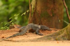 Waran paskowany - Varanus salvator - Asian water monitor 