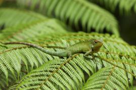 Zmiennogama pospolita - Calotes calotes - Green forest lizard 