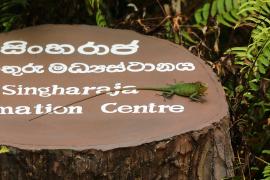 Zmiennogama pospolita - Calotes calotes - Green forest lizard 
