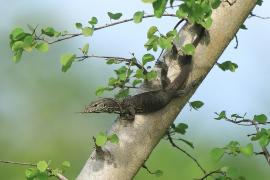 Waran paskowany - Varanus salvator - Asian water monitor 