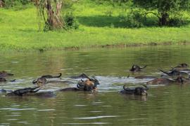 Bawół indyjski - Bubalus arnee - Wild water buffalo 