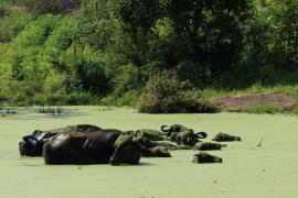 Bawół indyjski - Bubalus arnee - Wild water buffalo 