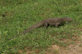 Waran bengalski - Varanus bengalensis - Bengal monitor 