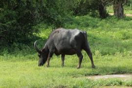 Bawół indyjski - Bubalus arnee - Wild water buffalo 