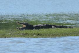 Krokodyl różańcowy - Crocodylus porosus - Saltwater crocodile