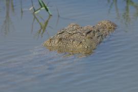 Krokodyl różańcowy - Crocodylus porosus - Saltwater crocodile