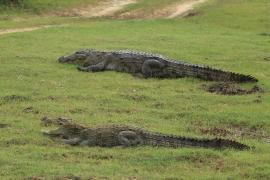 Krokodyl różańcowy - Crocodylus porosus - Saltwater crocodile
