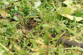 Indian rat snake - Ptyas mucosa