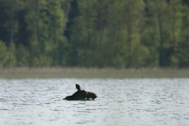 Łoś euroazjatycki - Alces alces - Moose