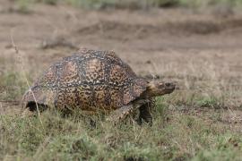 Żółw lamparci - Stigmochelys pardalis - Leopard tortoise