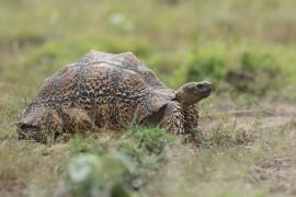 Żółw lamparci - Stigmochelys pardalis - Leopard tortoise