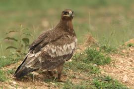 Orzeł sawannowy - Aquila rapax - Tawny Eagle