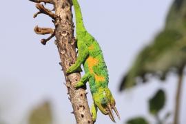 Kameleon Jacksona  - Trioceros jacksonii - Jackson's chameleon