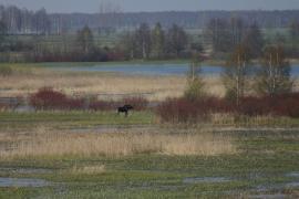 Łoś euroazjatycki - Alces alces - Moose