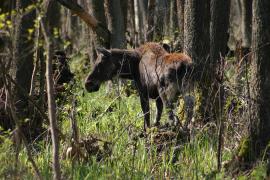 Łoś euroazjatycki - Alces alces - Moose