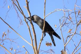 Wrona orientalna - Corvus splendens  - House Crow